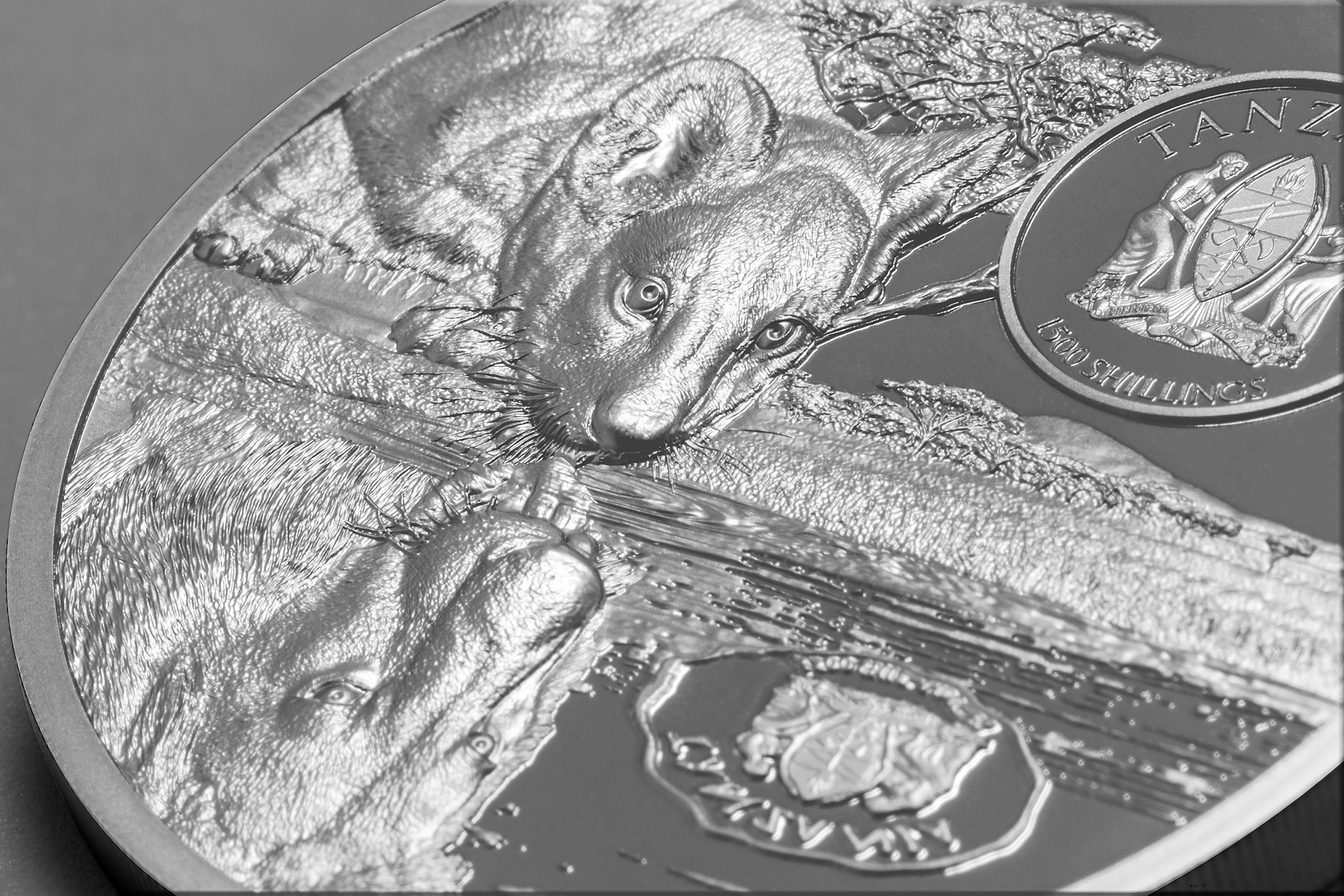 (W215.1500.S.2021.29592) 1500 Shillings Lions 2021 - Black Proof Ag (view on obverse) (blog illustration) (zoom)