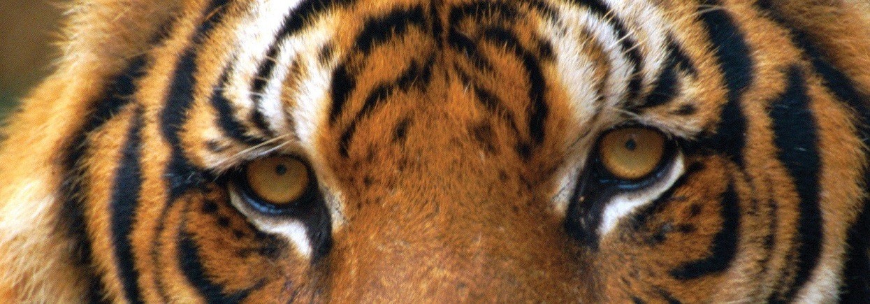 (W185.2.P.2022.UKT22SP) 2 £ United Kingdom 2022 1 oz Proof Ag - Year of Tiger (blog illustration)