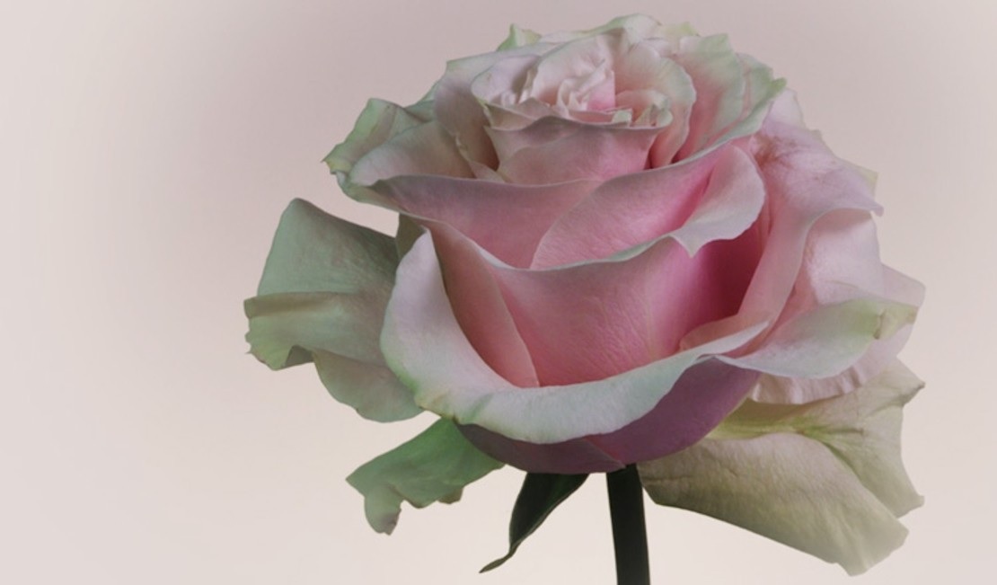 Austrian Mint Rose flower 2021 (shop illustration) (zoom)