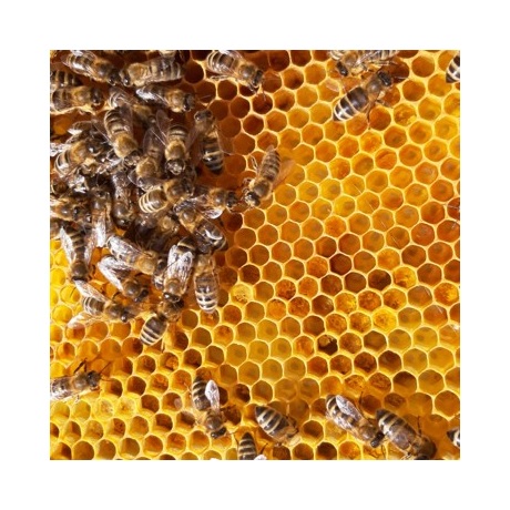 (EUR01.BU.2023.25619) 5 euro Autriche 2023 argent BU - Danse des abeilles (illustration blog)