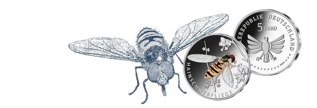 (EUR03.Proof.2024.90N124Q2S5) 5 € Germany 2024 F Proof - Marmalade hoverfly (blog illustration) (zoom)