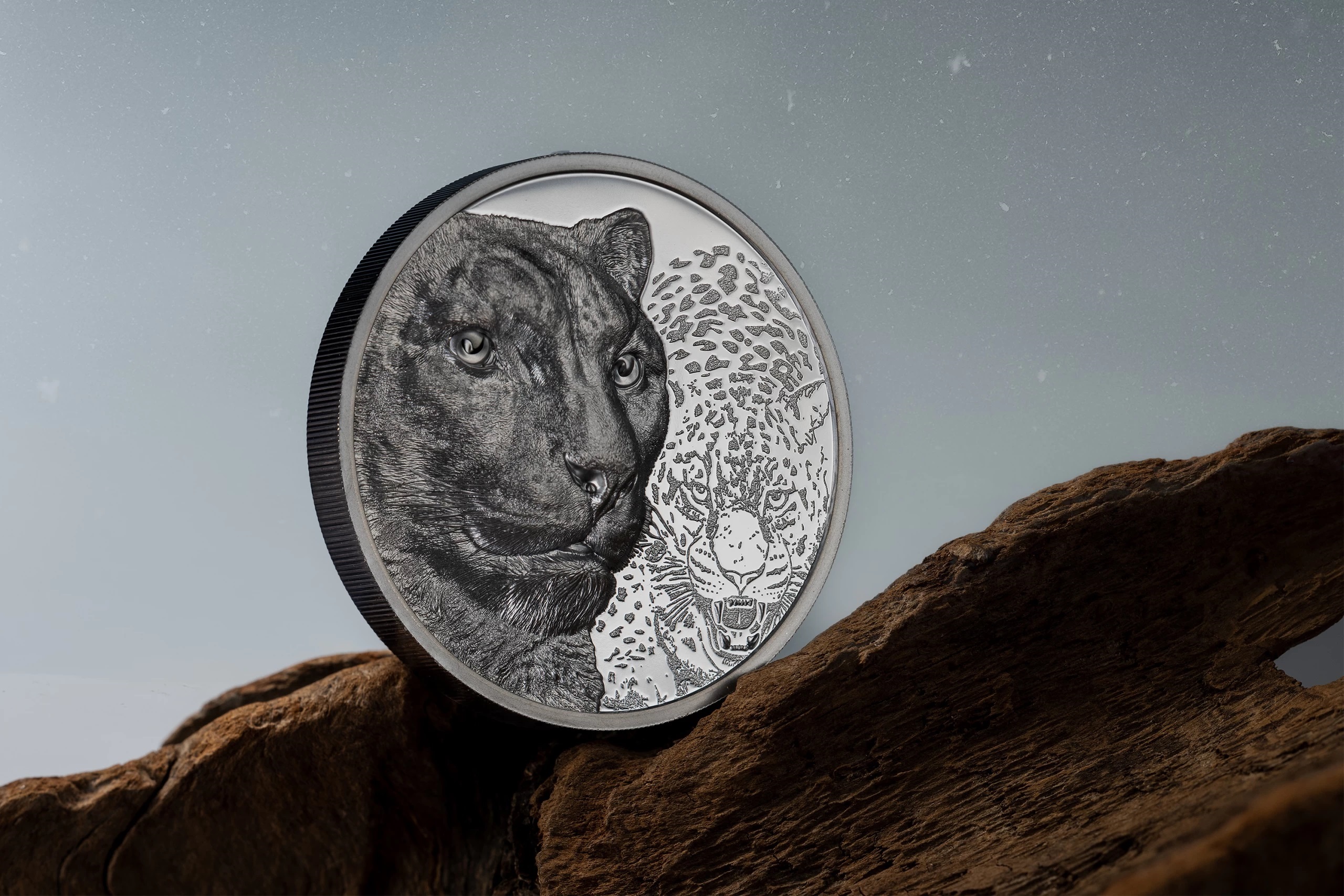 (W151.1000.Tögrög.2024.30572) 1000 Tögrög Mongolia 2024 2 oz Black Proof silver - Snow leopard (blog illustration) (zoom)